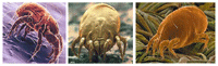 Dust Mites